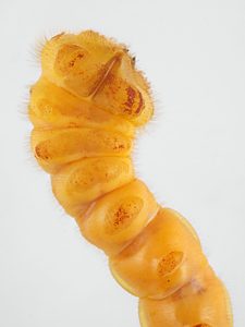 Temognatha flavicollis, PL4722, larva, from Allocasuarina muelleriana ssp. muelleriana (PJL 3485), ventral, SE, 42.0 × 7.2 mm